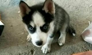 柯基犬最开始是干什么用的